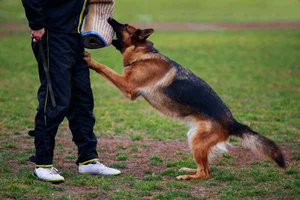 Perro Policía Entrenando Para Atacar Criminales —  Fotos de Stock