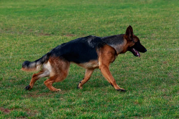 Dog Breed German Shepherd Runs Green Grass Park Stock Picture