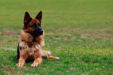 Köpek doğurmak Alman çoban parkta yeşil çim üzerinde yalan