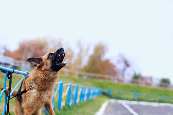Pies Rasy Owczarek Niemiecki Przywiązane Ogrodzenia Parku Szczeka — Zdjęcie stockowe