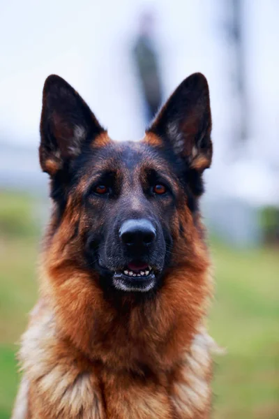 Portrait Dog Breed German Shepherd Close — Stock Photo, Image
