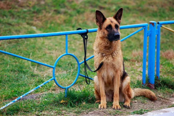 Σκύλος Ράτσα Γερμανικός Ποιμενικός Δεμένος Στο Φράχτη Ένα Πάρκο — Φωτογραφία Αρχείου