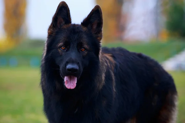 Retrato Raza Perro Pastor Alemán Primer Plano — Foto de Stock