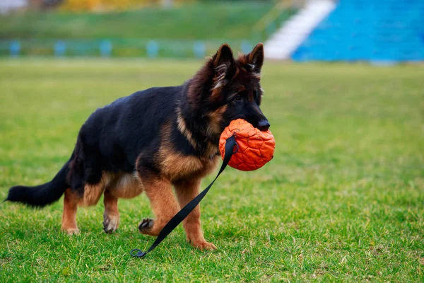 Little Puppy Breed German Shepherd Runs Ball Grass — Stock Photo, Image