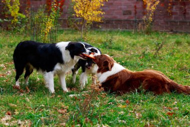 Kenar kömür ocağı frisby içinde bahçe üzerinde oynarken, üç köpek doğurmak