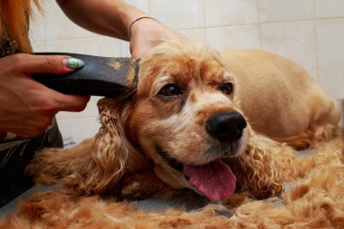 Bir köpek yavru horoz İspanyol saç bakım