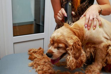 Bir köpek yavru horoz İspanyol saç bakım