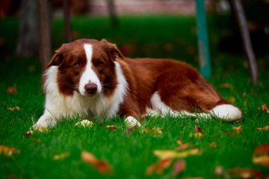 Köpek doğurmak kenar kömür ocağı yeşil çimenlerin üzerinde yatıyor