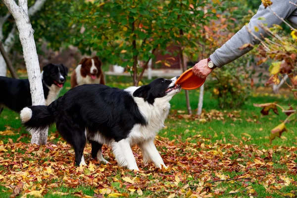 Tiga Anjing Dari Breed Border Collie Bermain Frisby Kebun — Stok Foto