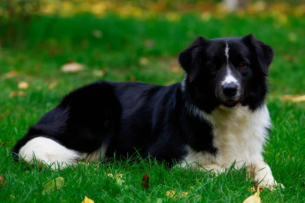 犬種ボーダーコリーが緑の芝生に横になって — ストック写真
