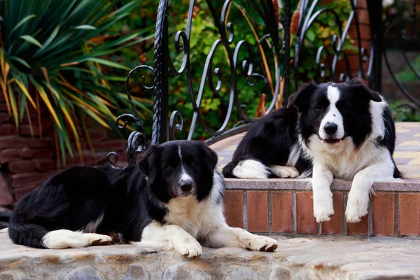 Dois Cães Raça Border Collie Jardim — Fotografia de Stock