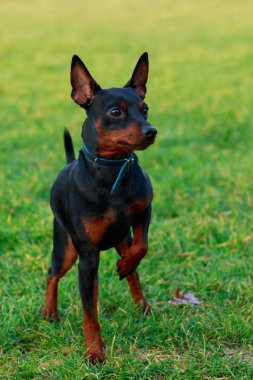 Köpek doğurmak minyatür Pinscher Park yeşil çimenlerin üzerinde duruyor