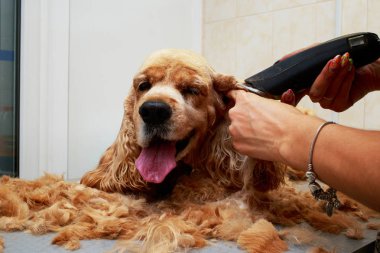 Bir köpek yavru horoz İspanyol saç bakım