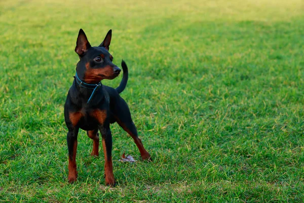 Kutya Tenyészt Kis Méretű Pinscher Áll Zöld Gyep Parkban — Stock Fotó