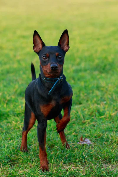 Psí Plemeno Miniatura Pinscher Stojí Zelené Trávě Parku — Stock fotografie