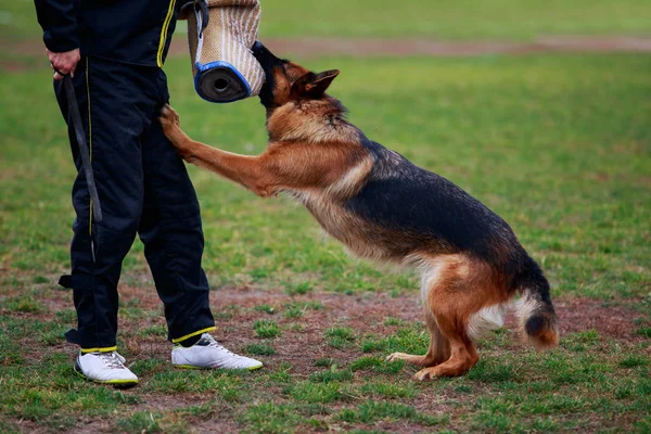 Полицейская Собака Тренируется Нападать Преступников — стоковое фото