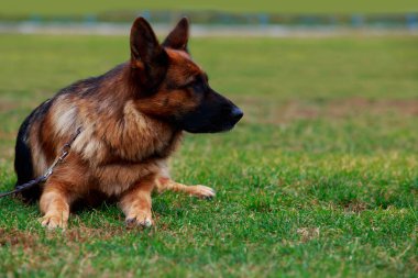 Köpek doğurmak Alman çoban parkta yeşil çim üzerinde yalan