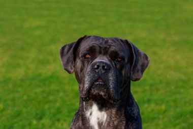 Portre yeşil çim zemin üzerinde bir köpek ırkı Italiano Cane Corso