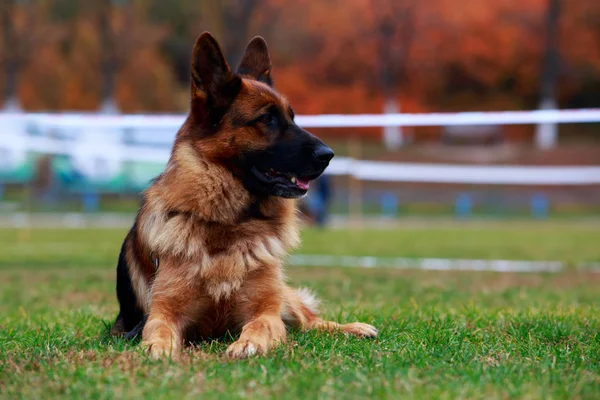 Hunderasse Schäferhund Liegt Auf Einer Grünen Wiese Park — Stockfoto