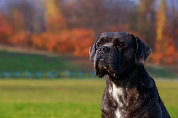 Portrait Dog Breed Italiano Cane Corso Background Green Grass — Stock Photo, Image