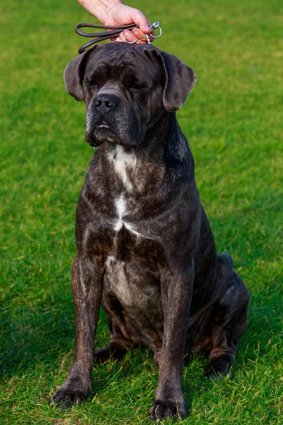 Cane Allevamento Italiano Cane Corso Seduto Sull Erba Verde Parco — Foto Stock