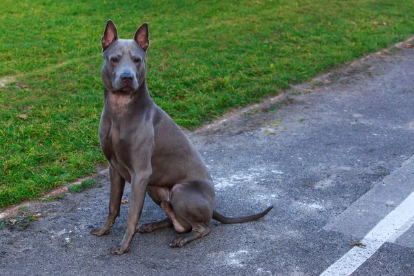 Hunderasse Thai Ridgeback Sitzt Auf Dem Bürgersteig — Stockfoto