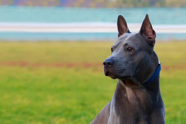 Stående Hund Rasen Thai Ridgeback Som Närbild Grön Bakgrund — Stockfoto