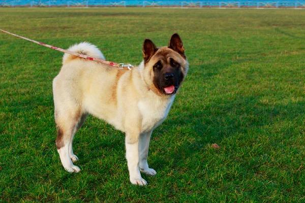 Americká Akita Pes Plemeno Postavit Zelené Trávě Ukazuje Jazyk — Stock fotografie