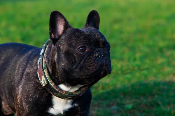 Pies Rasy Buldog Francuski Jest Stanąć Zielonej Trawie — Zdjęcie stockowe