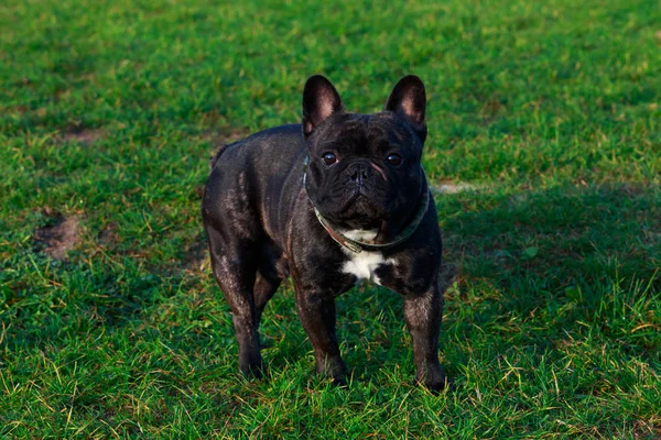 Ράτσα Σκύλου Γαλλικό Μπουλντόγκ Είναι Σταθεί Για Την Πράσινη Χλόη — Φωτογραφία Αρχείου