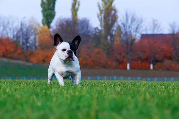 Lilla Valp Rasen Fransk Bulldog Står Det Gröna Gräset — Stockfoto