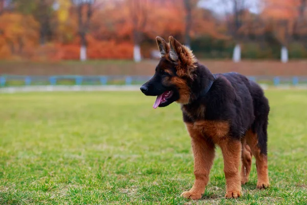 Pequeno Filhote Cachorro Raça Pastor Alemão Fica Grama Verde Parque — Fotografia de Stock