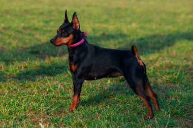 Köpek doğurmak minyatür Pinscher Park yeşil çimenlerin üzerinde duruyor
