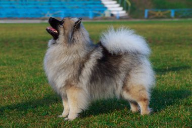 Köpek doğurmak keeshond ayakta yeşil çimenlerin üzerinde