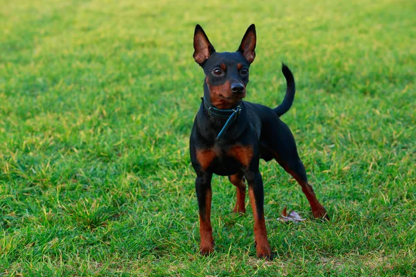 Chien Race Miniature Pinscher Tient Sur Herbe Verte Dans Parc — Photo