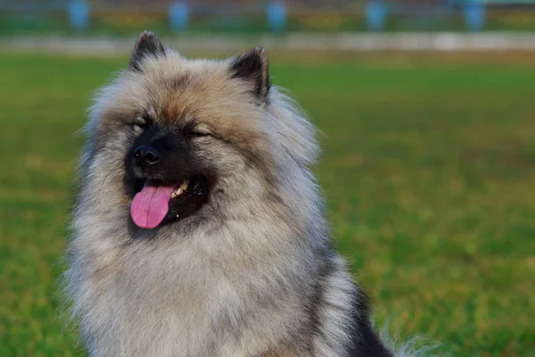 Retrato Perro Raza Keeshond Cerca Sobre Fondo Hierba Verde — Foto de Stock