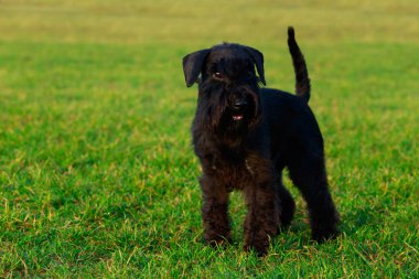 Minyatür schnauzer yeşil çimenlerin üzerinde durmak