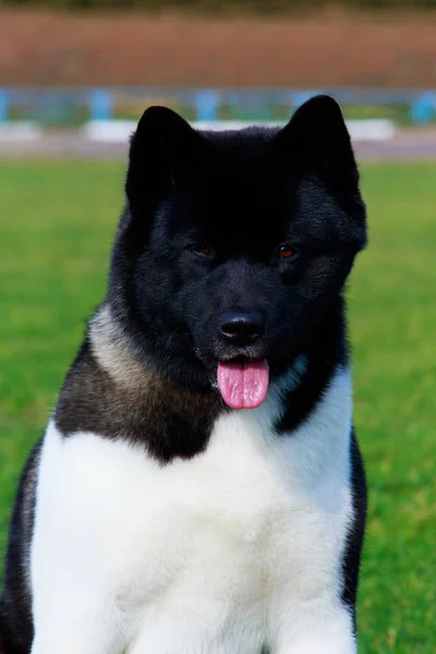 Porträt Eines Hundes Amerikanische Akita Aus Nächster Nähe — Stockfoto