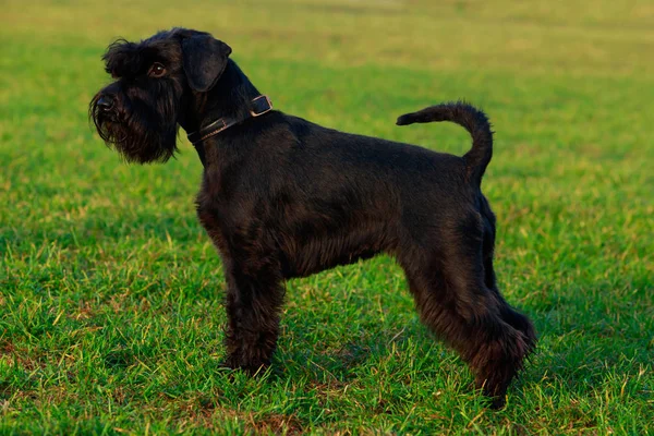 Dvärgschnauzer Står Grönt Gräs — Stockfoto