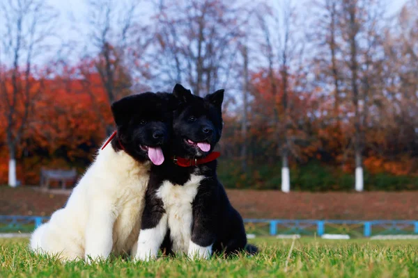Dois Filhotes Cachorro Raça Akita Americana Sentados Parque — Fotografia de Stock