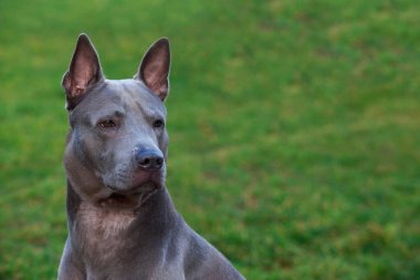 Portre köpek doğurmak Tay Ridgeback yakın çekim yeşil arka plan üzerinde