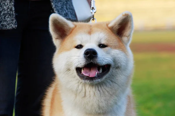 公園のクローズ アップを秋田犬犬の肖像画 — ストック写真