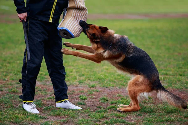 Polis Köpeği Suçlulara Saldırmak Eğitim — Stok fotoğraf