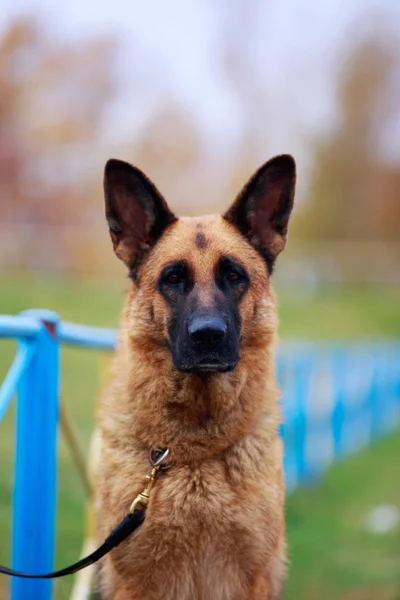 Portret Psa Rasy Owczarek Niemiecki Zbliżenie — Zdjęcie stockowe