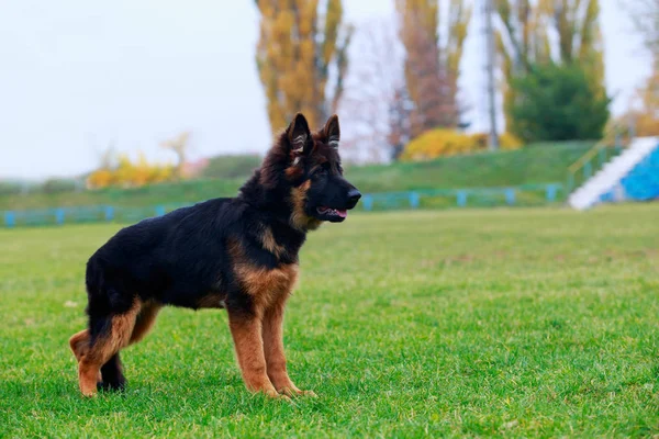 Kleine Puppy Van Het Ras Duitse Herder Staat Groen Gras — Stockfoto