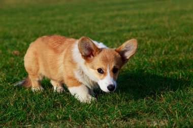 Genç köpek yavrusu doğurmak Galce Corgi Pembroke ayakta yeşil çimenlerin üzerinde