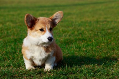 Genç köpek yavrusu doğurmak Galce Corgi yeşil çimenlerin üzerinde oturan Pembroke