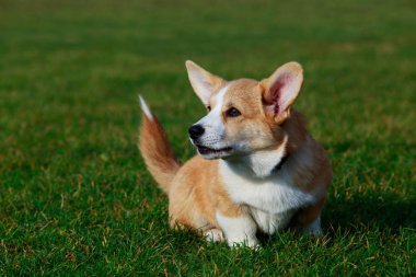Genç köpek yavrusu doğurmak Galce Corgi yeşil çimenlerin üzerinde oturan Pembroke