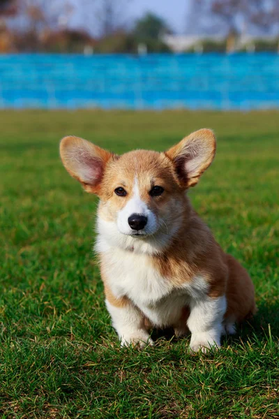 Μικρό Νεαρό Κουτάβι Φυλής Ουαλλέζικο Corgi Pembroke Συνεδρίαση Για Πράσινο — Φωτογραφία Αρχείου