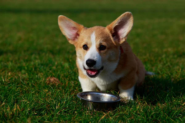 Petit Chiot Jeune Race Galloise Corgi Pembroke Assis Sur Herbe — Photo